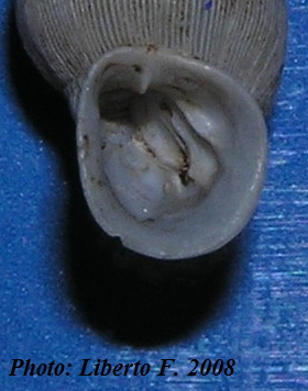 Muticaria macrostoma (Cantraine, 1835)
